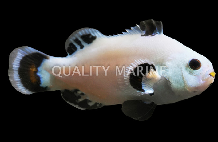 Snow Storm Ocellaris Clownfish :: 14163