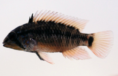 Dwarf Macmasteri :: 18307