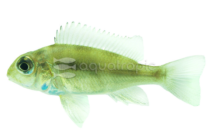 Eartheater Red Head Tapajos :: 18355