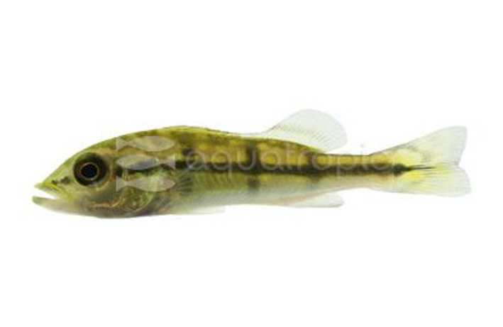Peacock Bass - Blue Azul :: 18374