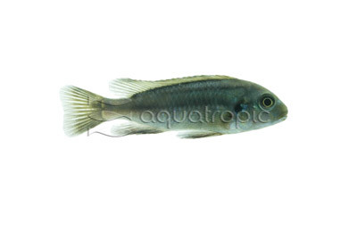 Afra Edwardi "Cobue" :: 18613