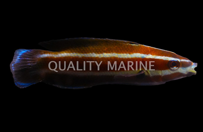 Comet Wrasse, Female  :: 33612