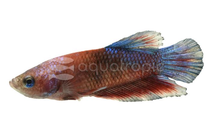 Male Plakat Hellboy Red & Blue Betta :: 64636