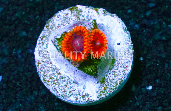 Zoa, Rainbow VDM :: 66410