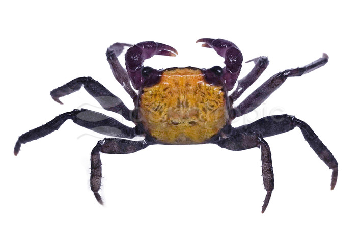 Carnaval Yellow Crab :: 20112