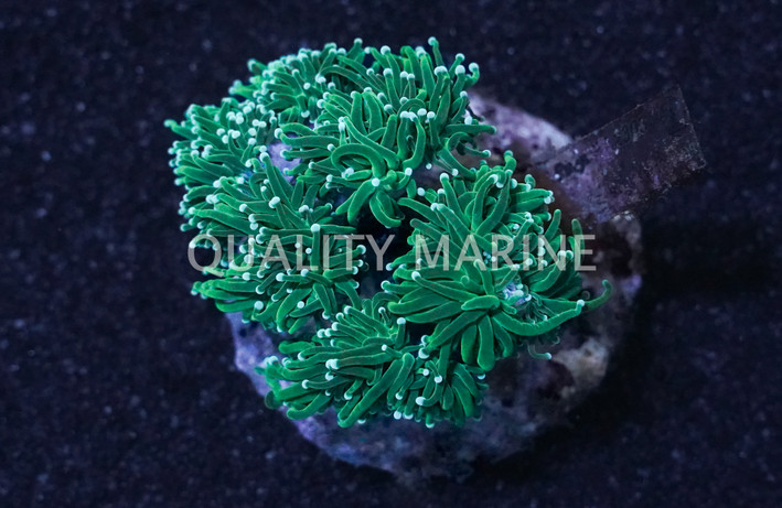 Green Torch Coral :: 95792