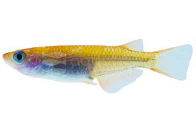 Yurishisu Medaka Rice Fish :: 26580