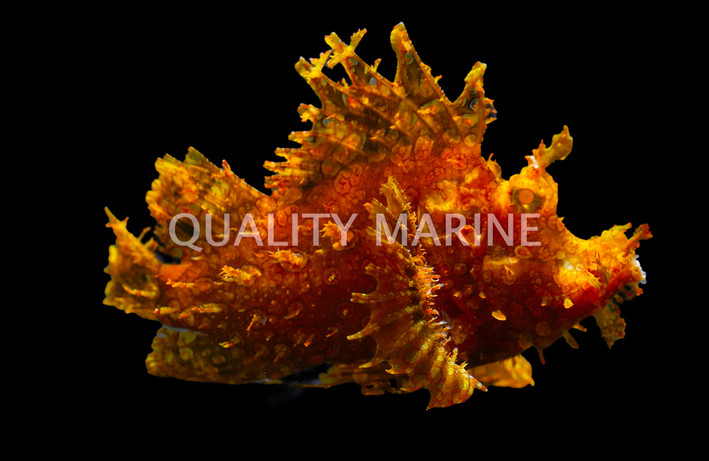 Yellow Lacy Scorpionfish :: 28060