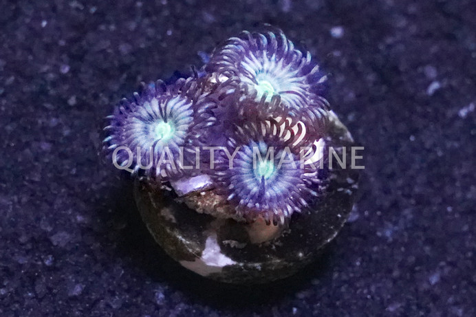 Zoa, Blue Riddler :: 13279