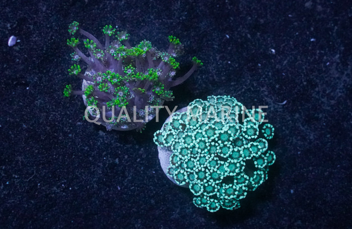 Daisy, Branch Green Metallic :: 96412