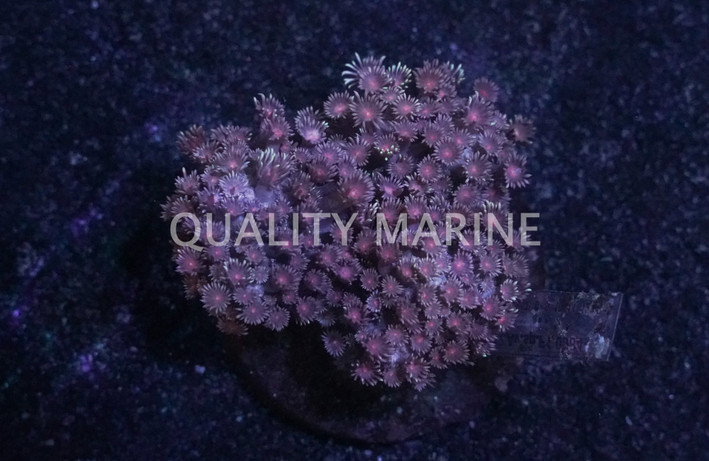 Flower Pot, Branching Velvet W/ Pink Center :: 95855