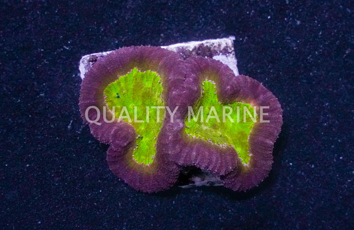 Brain Dented Red W/Gold Center :: 86054