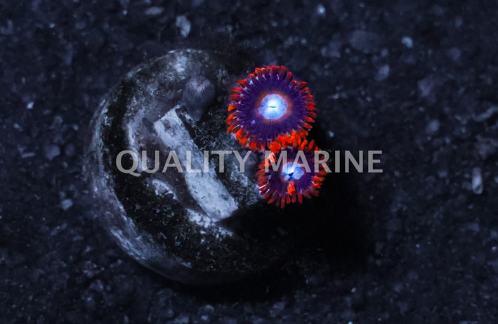Zoa, Tequila Sunrise :: 20487