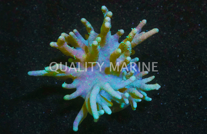 Devil's Hand, Yellow Polyps :: 93469