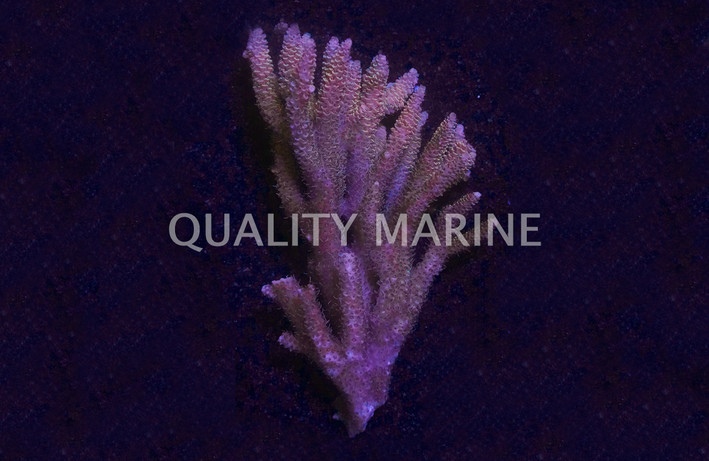 Tangerine Millepora, Solomon Islands :: 21552