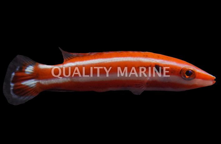 Opercularis Hogfish :: 21524