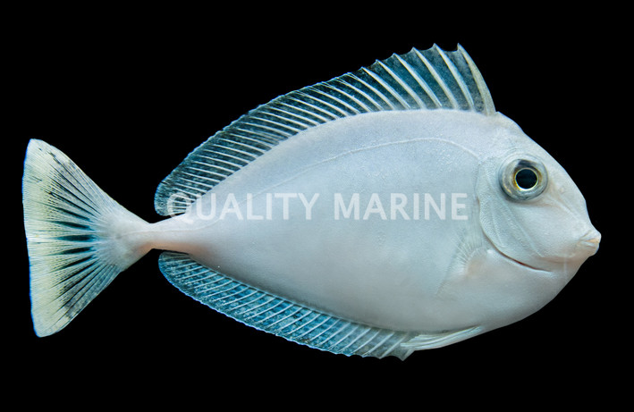 Unicorn Tang :: 31548