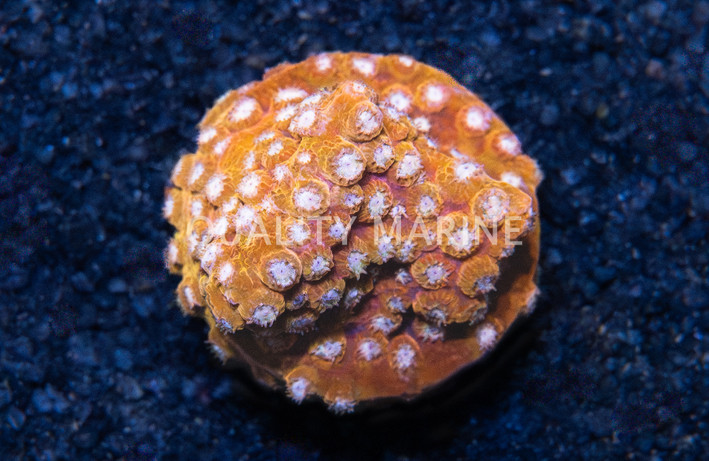 Cyphastrea, Butterscotch :: 68496