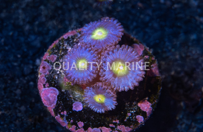 Zoa, AOI :: 72633