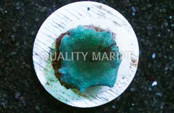 Mushroom Aussie Blue :: 39132