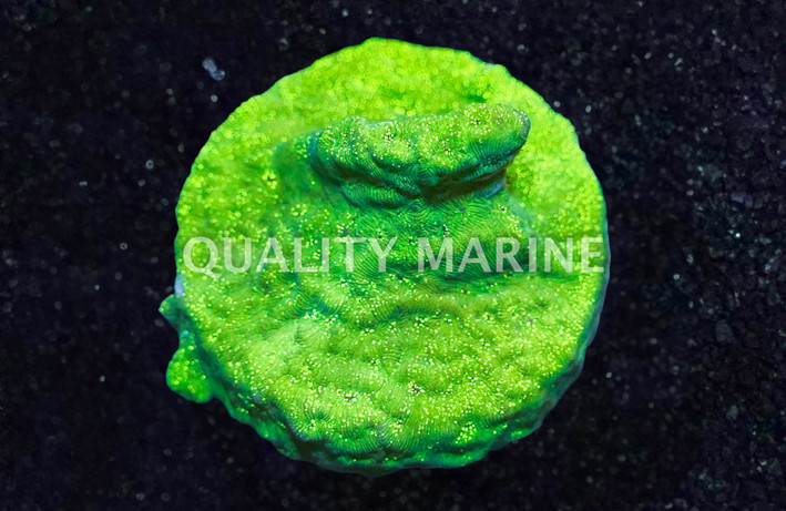Wrinkle, Green Leptoseris :: 69309