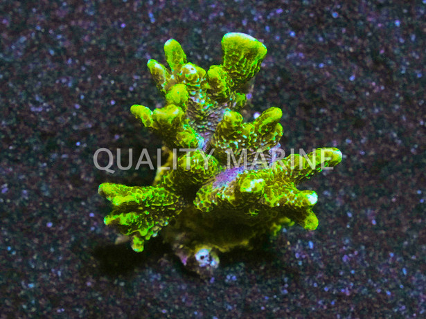 Monti, Green Spongodes :: 98897