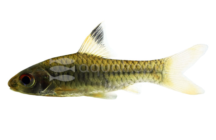 Nigerian Barb :: 17782