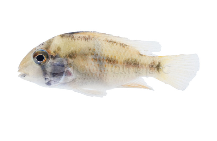 Eartheater Suriname Red Spot Cichlid :: 18383