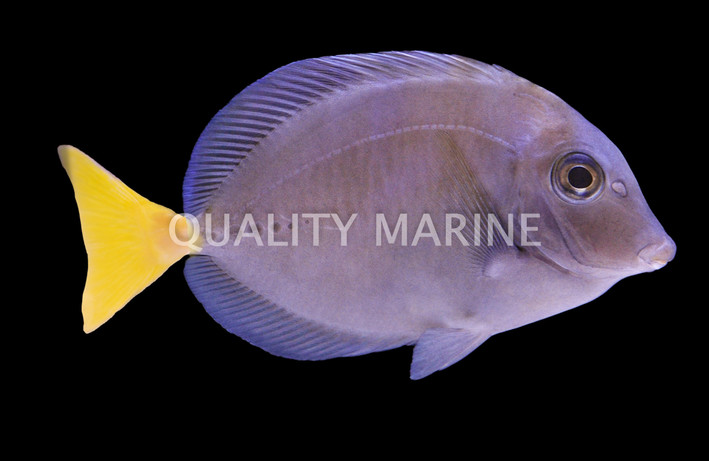 Indonesian Sawtail Tang :: 31588