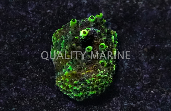 Acropora, Green Goblin :: 90485