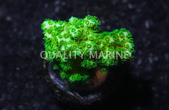 Cauliflower, Fallout :: 30737