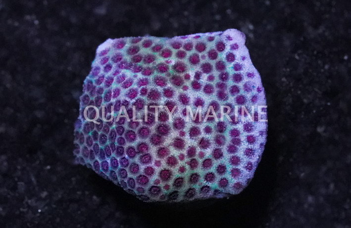 Porites, Sand Dollar :: 41327