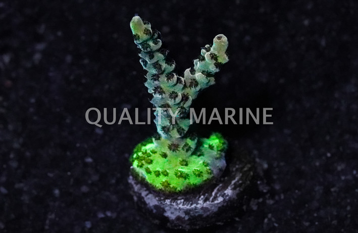 Acropora, Dragon Slayer :: 88763