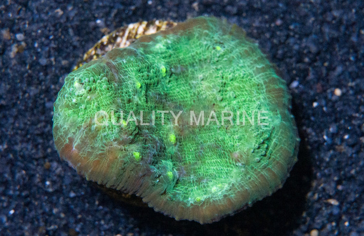 Chalice, Green :: 53960