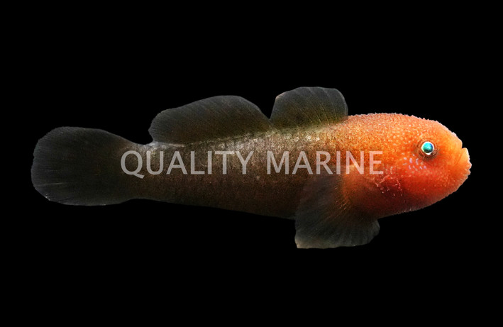 Redhead  Goby :: 18747
