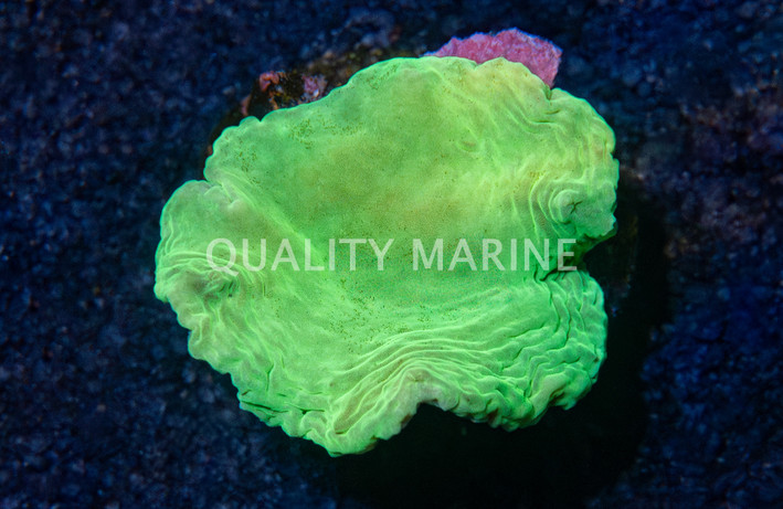 Cabbage, Green :: 98270
