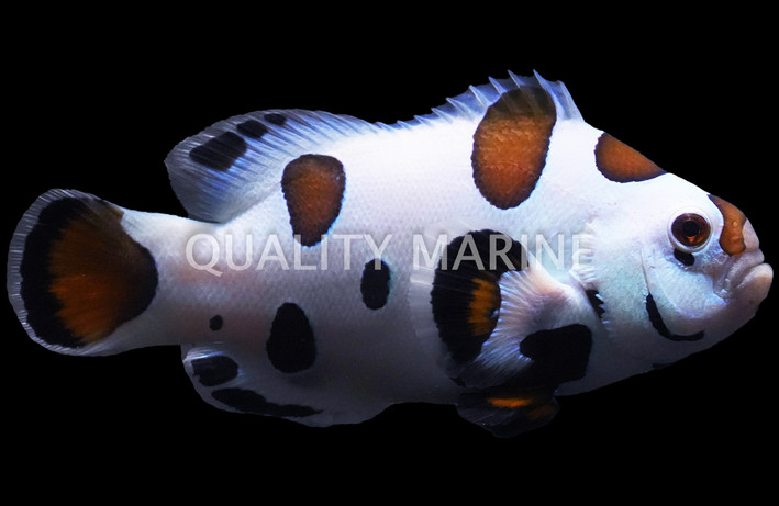 Photon Storm Clownfish, Hybrid :: 83425