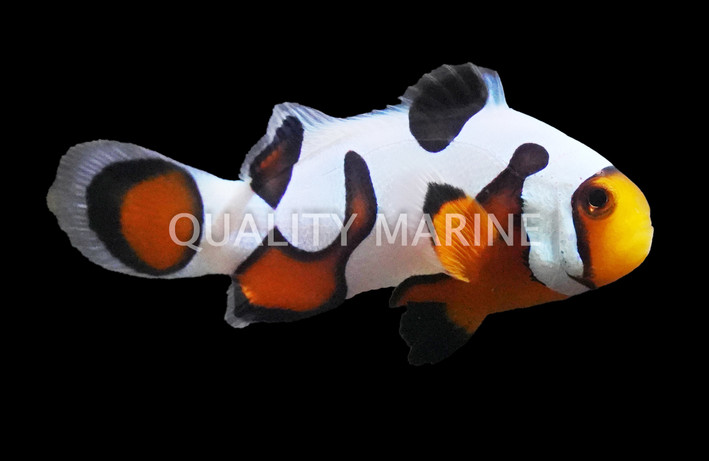 MochaVinci Extreme Ocellaris Clownfish :: 14154