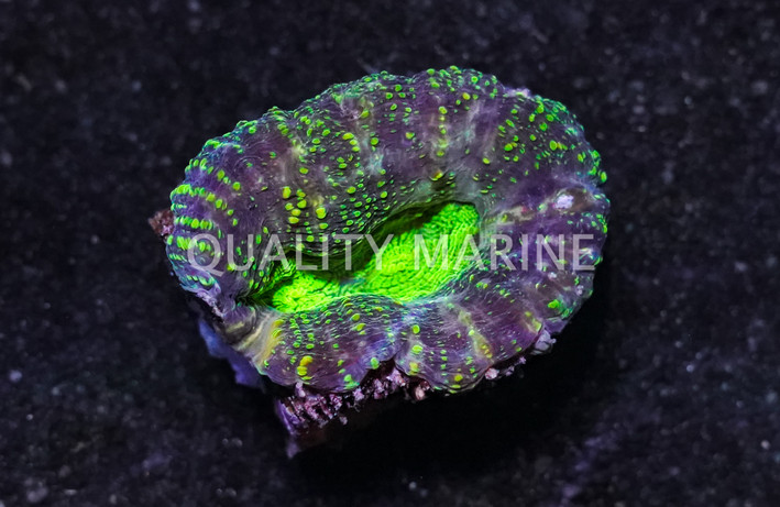 Brain Open Green :: 77290