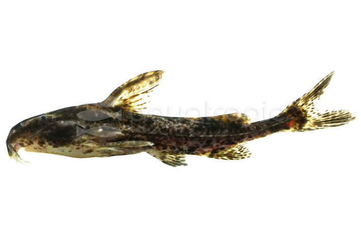 Turushuqui Mutante Catfish :: 91095