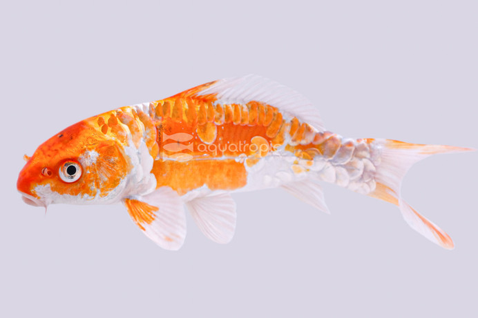 Mixed Doitsu Koi :: 39001