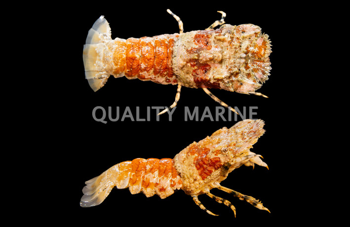 Orange Slipper Lobster :: 54521