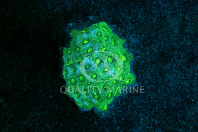 Green Brain :: 68312