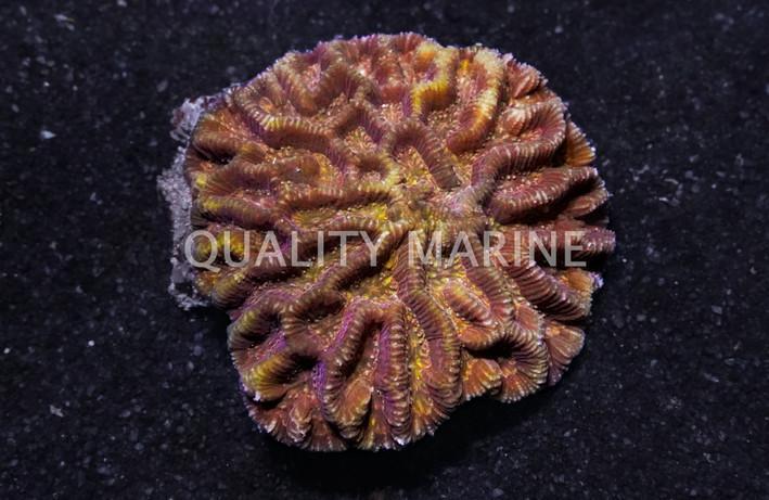 Maze Orange :: 58378