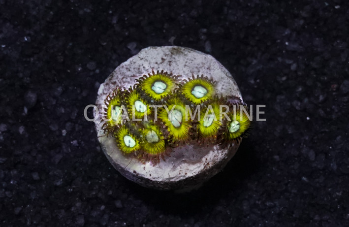 Zoa, Pikachu :: 89474