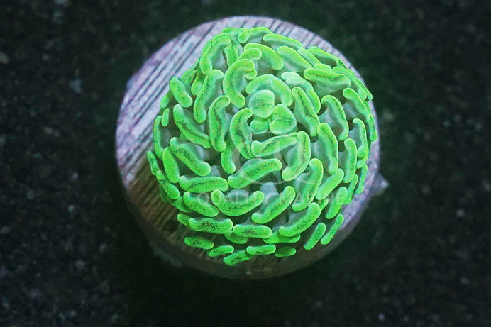 Hammer Branch, Neon Green :: 28616