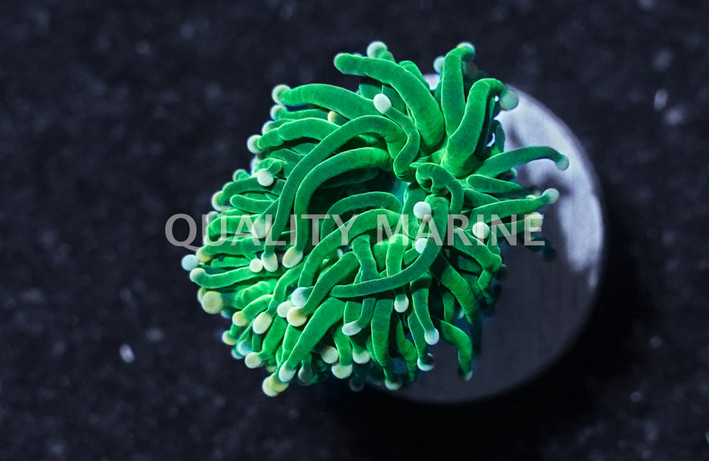 Torch, Green w/ Yellow-Tip :: 36785