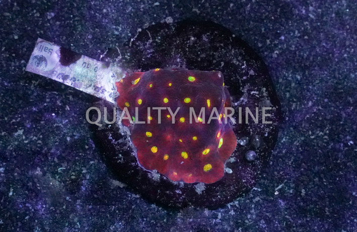 Red Favites War Coral :: 52423