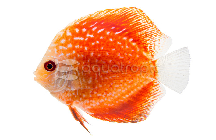 Pigeon Blood Snakeskin Discus :: 24031