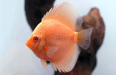 Premium Albino Blue Diamond Discus :: 24040